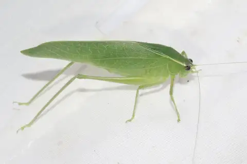 Turpiliodes mexicanum