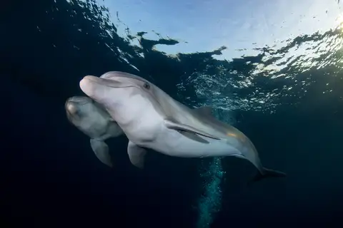 Indo-Pacific Bottlenose Dolphin