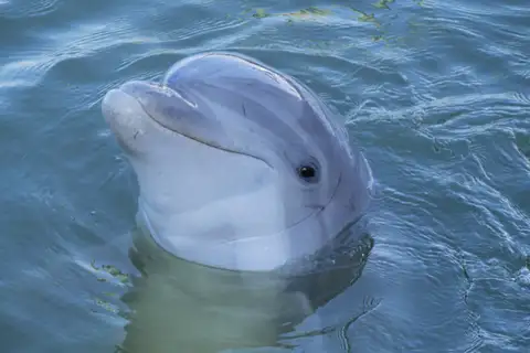 Tamanend's Bottlenose Dolphin