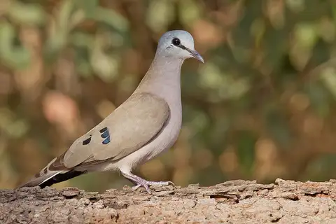 Black-billed Wood Dove