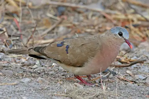 Blue-spotted Wood Dove