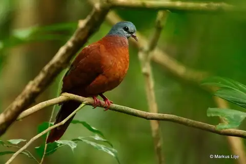 Blue-headed Wood Dove