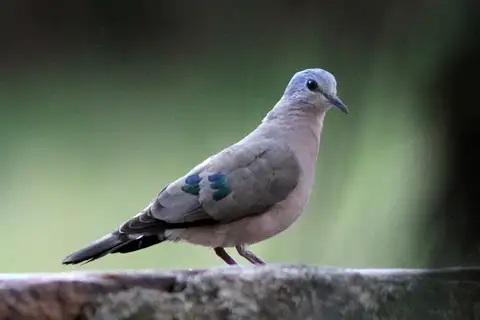 Emerald-spotted Wood Dove