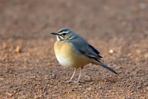 Miombo Scrub Robin