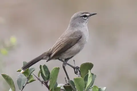 Karoo Scrub Robin