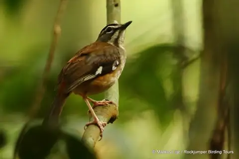 Forest Scrub Robin