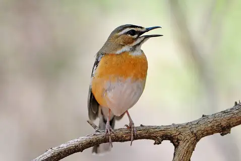 Bearded Scrub Robin