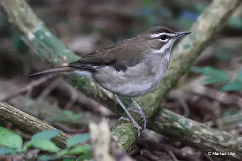 Brown Scrub Robin