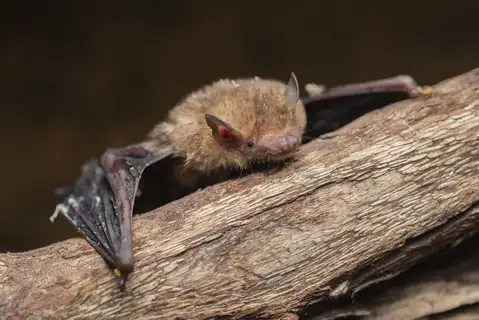 Indomalayan Lesser Bamboo Bat