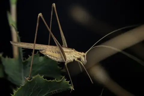 Lily Bush-cricket