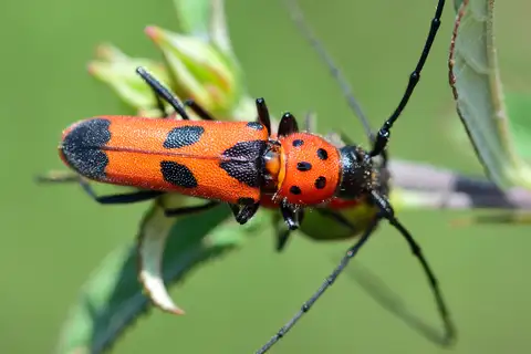 Tylosis puncticollis