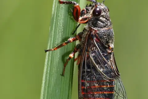 Red-bellied cicada