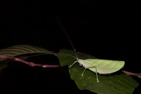 Tympanophyllum arcufolium
