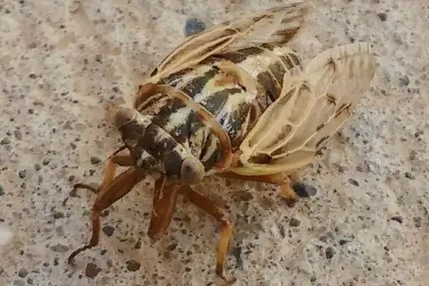Tympanoterpes elegans