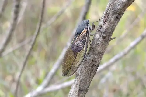 Tympanoterpes merganota
