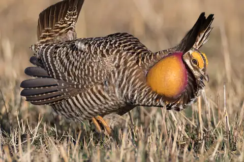 Greater Prairie Chicken