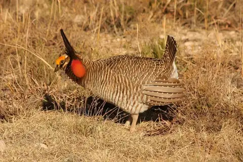Lesser Prairie Chicken
