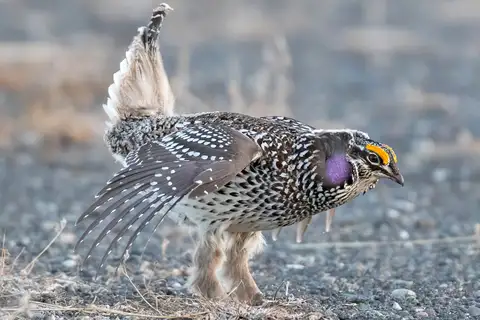 Sharp-tailed Grouse