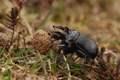 Minotaur Beetle