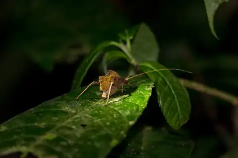 Typophyllum abruptum