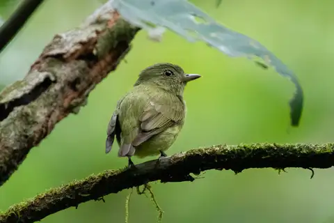 Dwarf Tyrant-Manakin