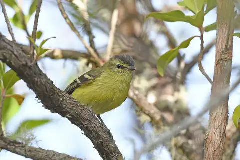 Black-capped Tyrannulet