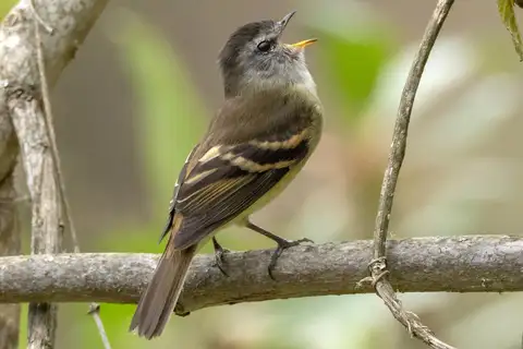 Tawny-rumped Tyrannulet