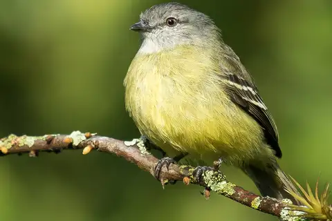 Yellow-crowned Tyrannulet
