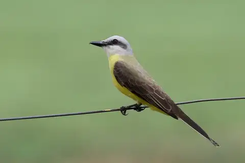White-throated Kingbird
