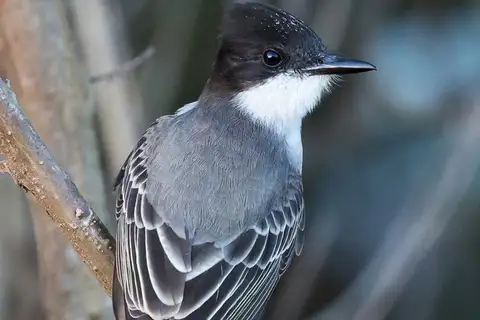 Loggerhead Kingbird