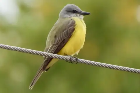 Couch's Kingbird