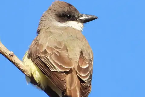 Thick-billed Kingbird