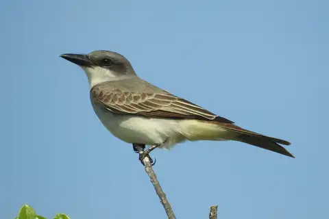 Grey Kingbird