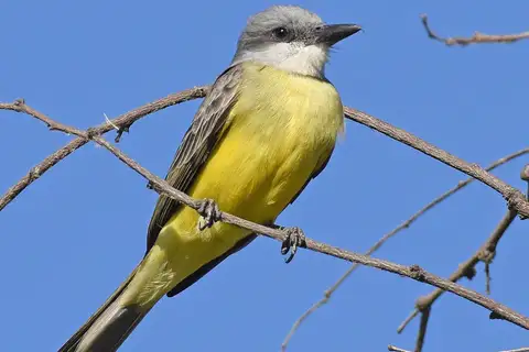 Tropical Kingbird