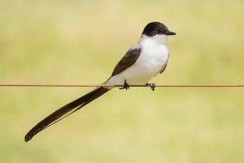 Fork-tailed Flycatcher