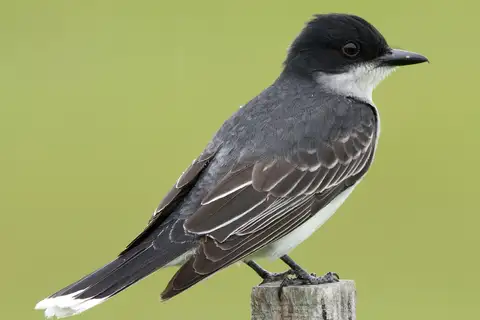 Eastern Kingbird