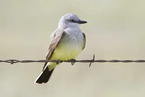 Western Kingbird