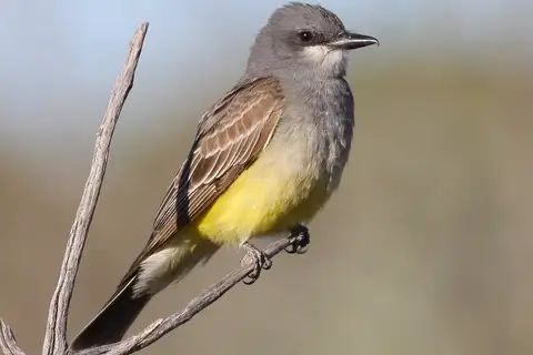 Cassin's Kingbird