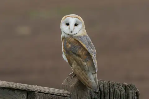 Western Barn Owl