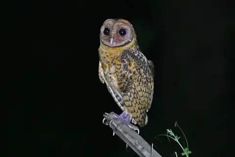 Golden Masked Owl