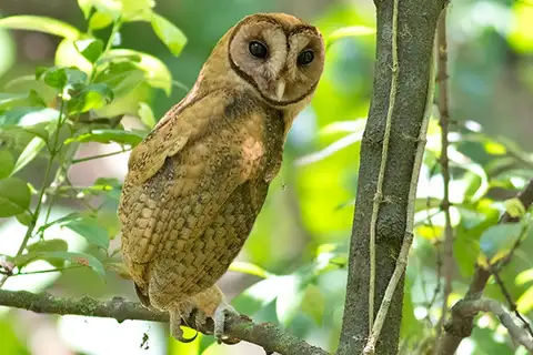 Minahasa Masked Owl