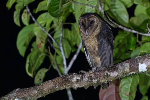 Taliabu Masked Owl