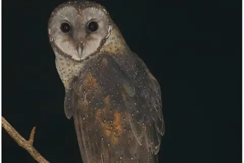 Sulawesi Masked Owl