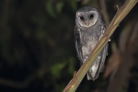 Sooty Owl