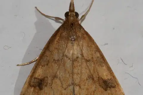 False Celery Leaftier