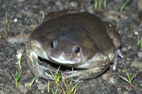 Indian Balloon Frog