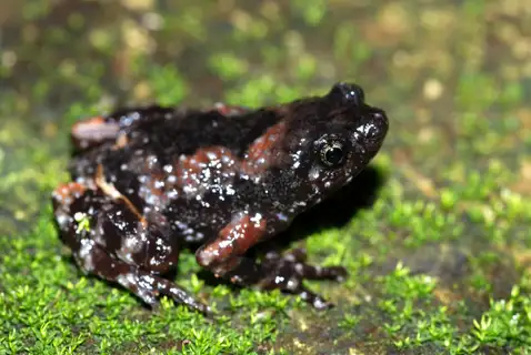 Jerdon's Narrow-mouthed Frog