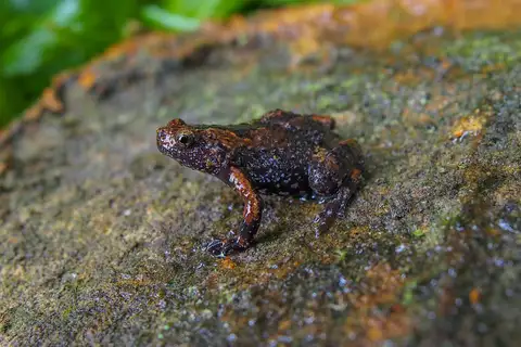 Grey-brown pug-snouted frog