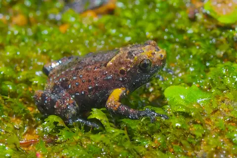 Half-webbed pug-snouted frog