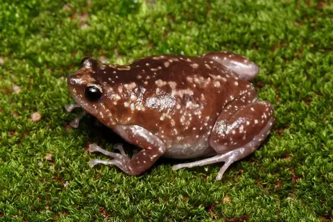 Rohan's Globular Frog